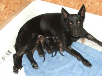 Cinder and Pups aged 3 days