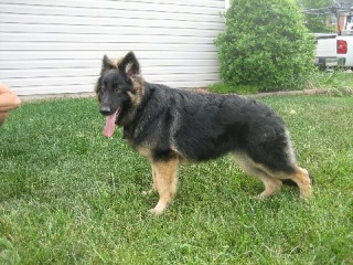 Davyn 