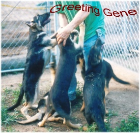 Greeting Gene