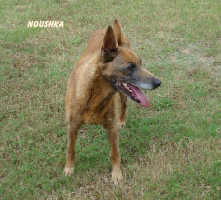 Noushka